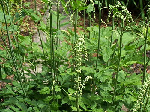 Black baneberry: Cimicifuga racemosa 17 juin 2006 Vieux jardin botanique de Göttingen