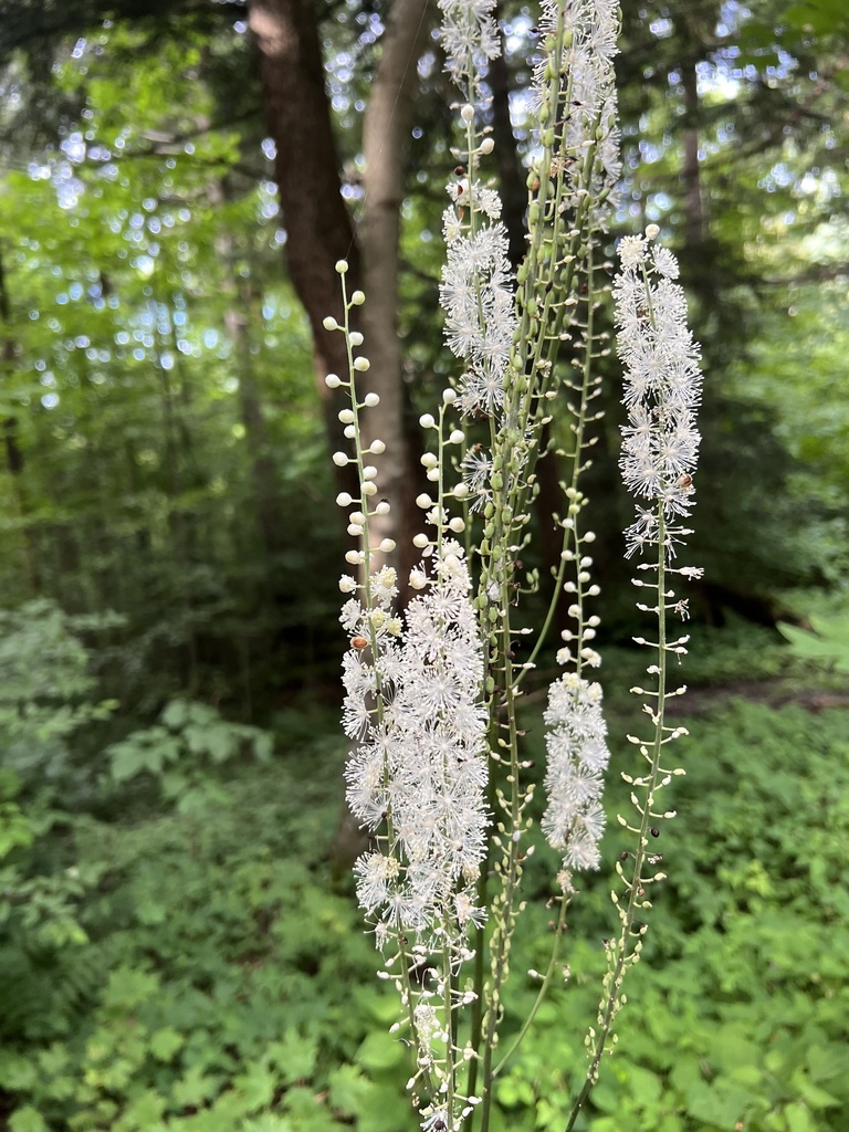 Black baneberry (Actaea racemosa)