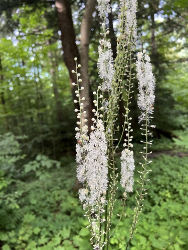 Black baneberry