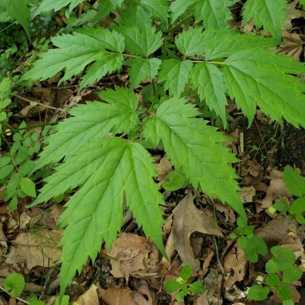 Black baneberry (Actaea racemosa)