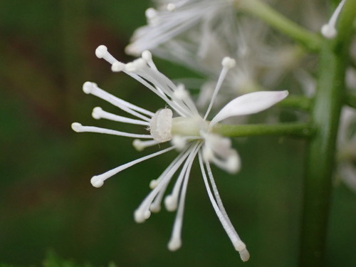 Black baneberry (Actaea racemosa)