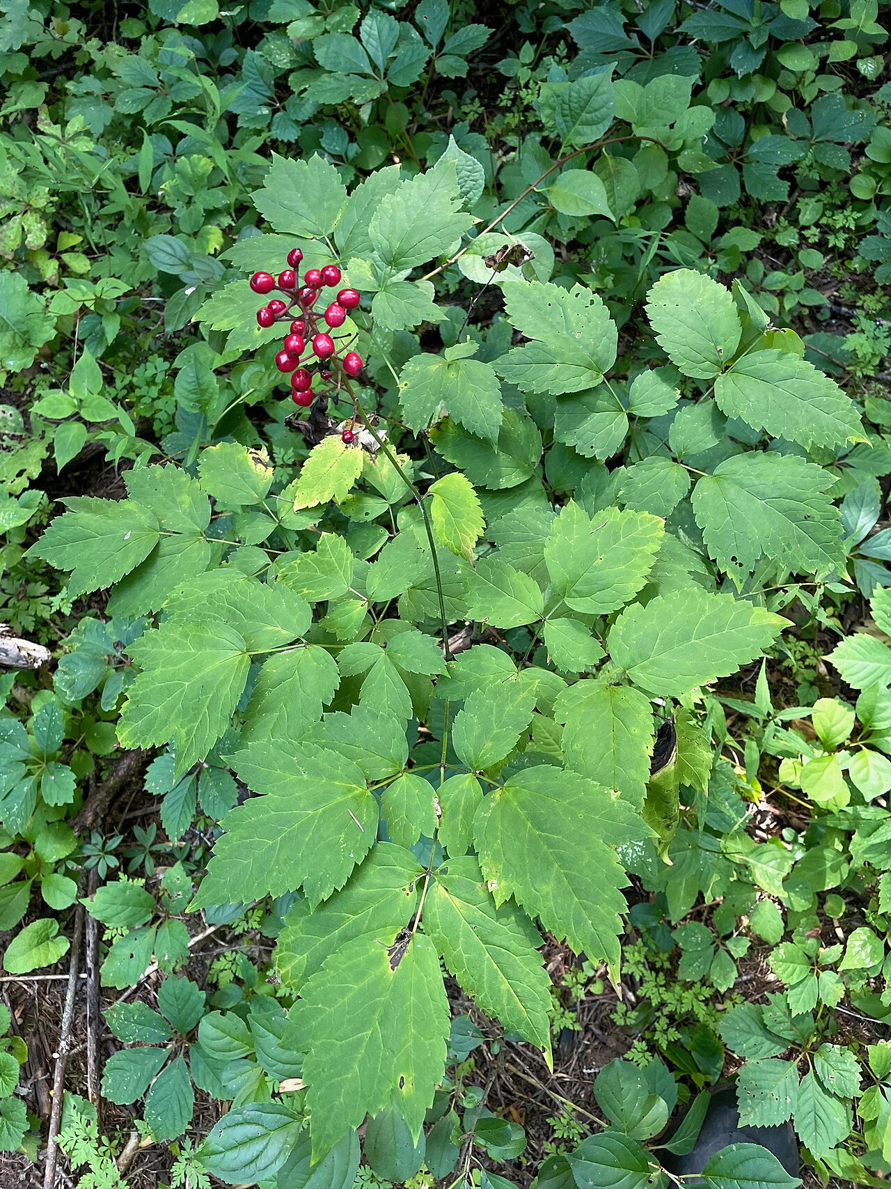 Actaea × ludovicii: Actaea × ludovici (Louis's Baneberry) - Porter Natural Area, Colchester, Chittenden County, Vermont, United States