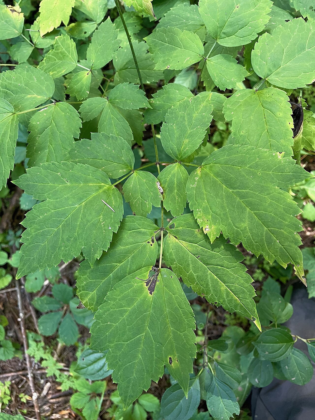 Actaea × ludovicii: Actaea × ludovici (Louis's Baneberry) - Porter Natural Area, Colchester, Chittenden County, Vermont, United States