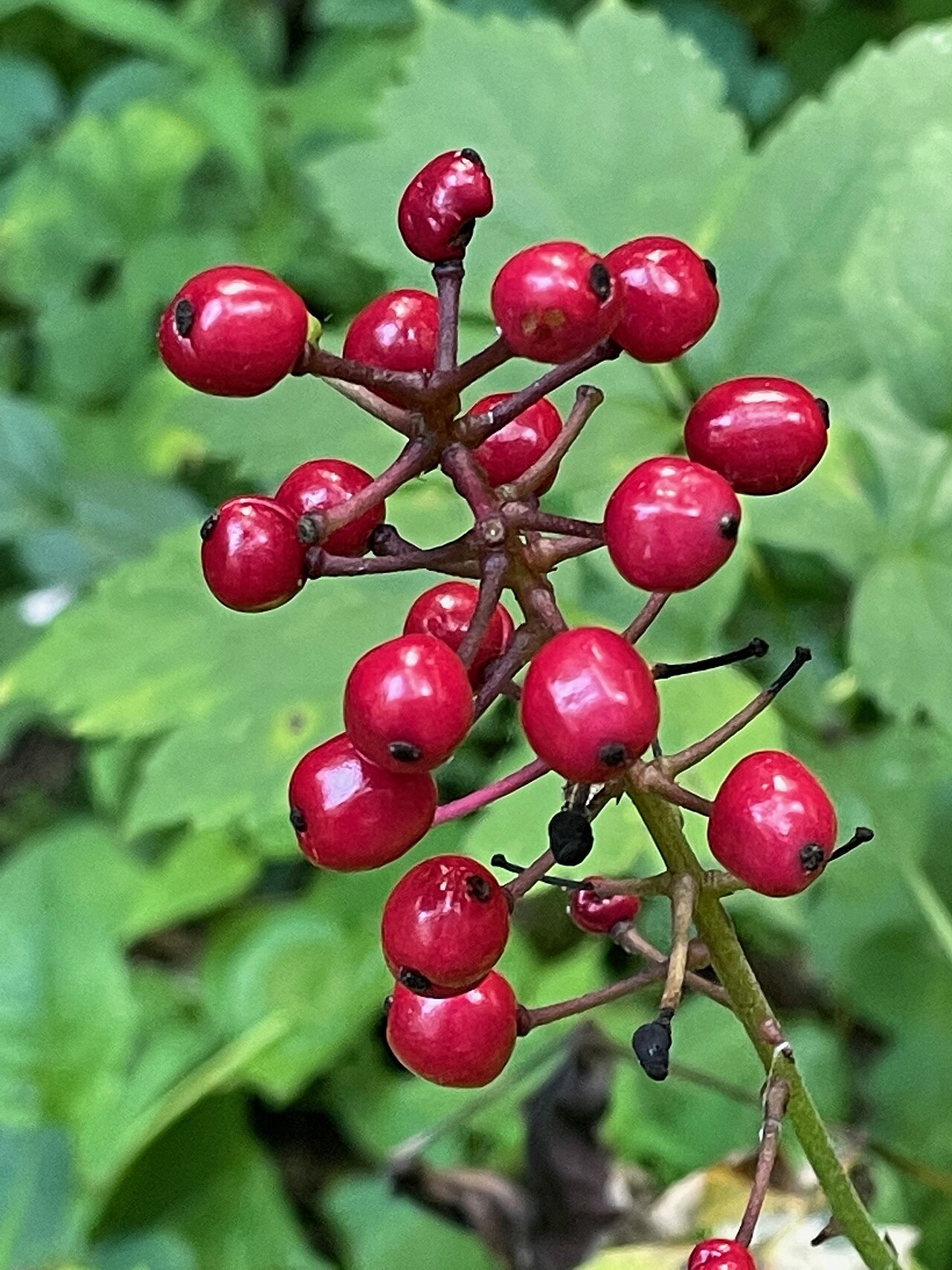 Actaea × ludovicii: Actaea × ludovici (Louis's Baneberry) - Porter Natural Area, Colchester, Chittenden County, Vermont, United States