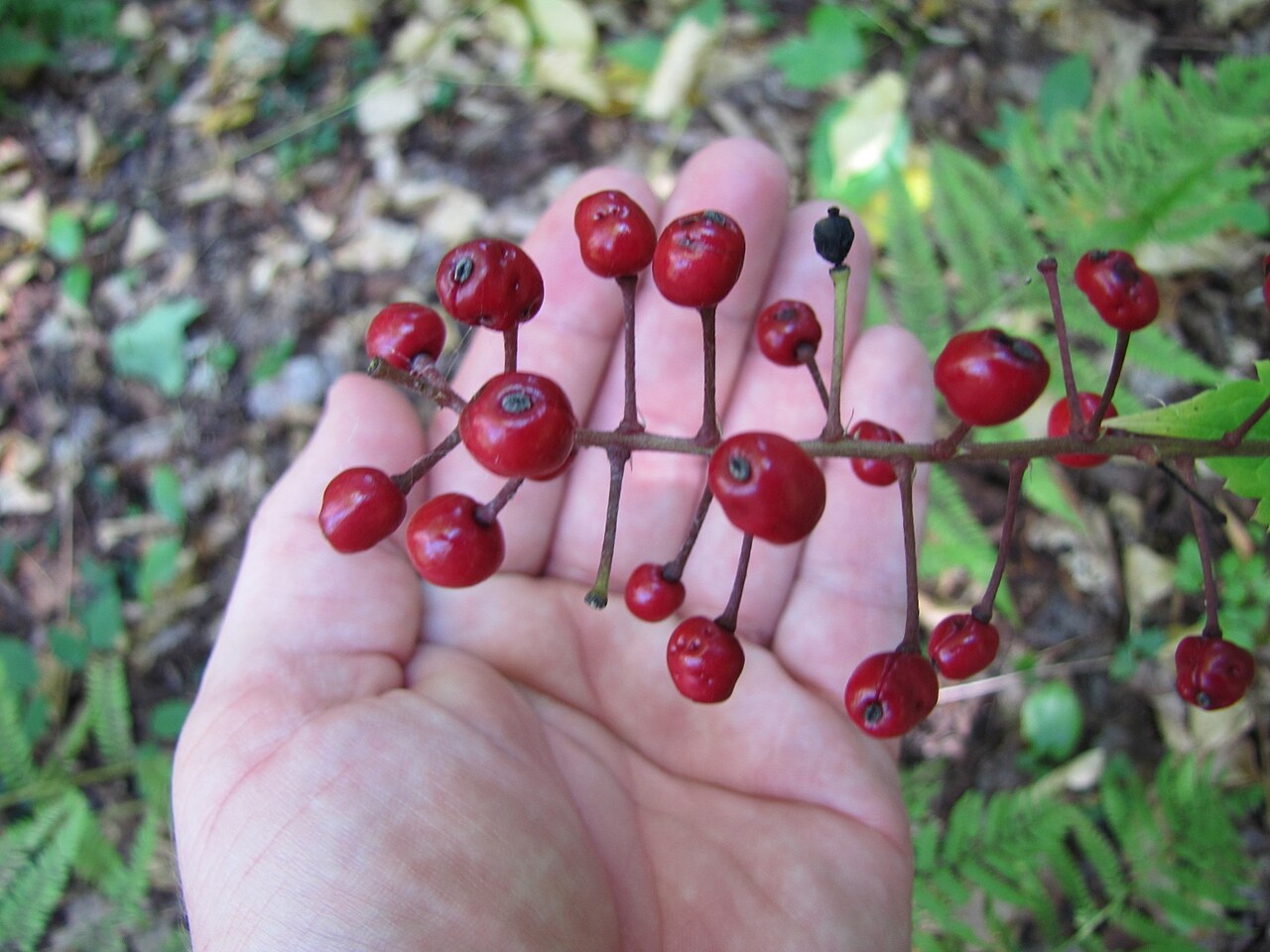 Actaea × ludovicii: Actaea × ludovicii (Louis's Baneberry) - Oden State Fish Hatchery, Emmet Coutny, Michigan, USA