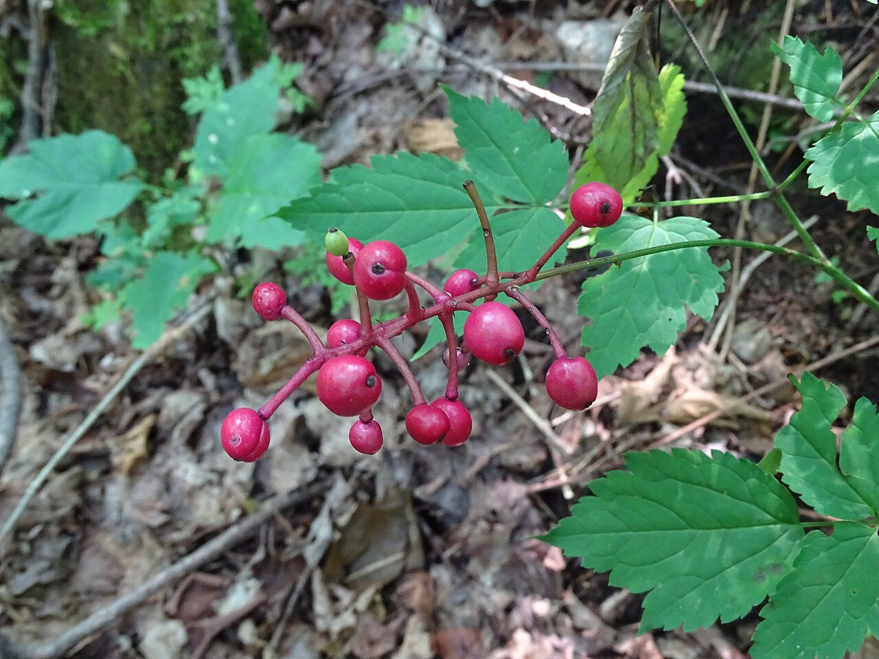 Actaea × ludovicii: Louis's Baneberry (Actaea × ludovicii). Hybrid species of plant.