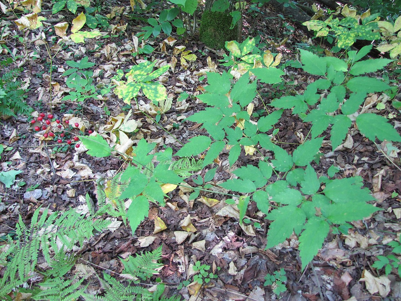 Actaea × ludovicii: Actaea × ludovicii (Louis's Baneberry) - Oden State Fish Hatchery, Emmet Coutny, Michigan, USA
