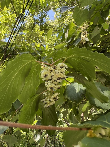 Tara vine (Actinidia arguta)