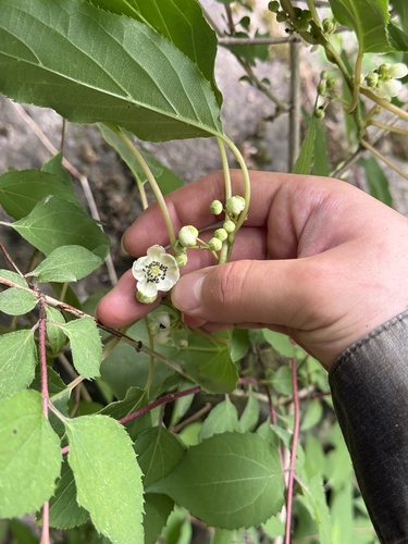 Tara vine (Actinidia arguta)