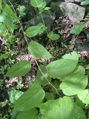 Tara vine (Actinidia arguta)