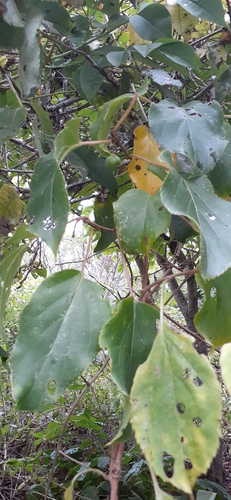 Tara vine (Actinidia arguta)