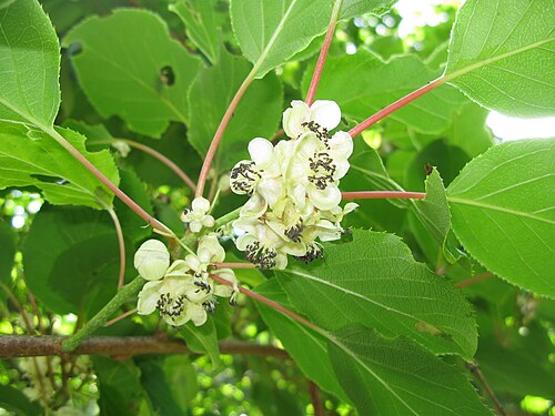 Tara vine: Actinidia arguta ,Male flowers,Aizu area,Fukushima pref.,Japan