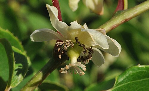 Tara vine: Weibliche Blüte von Actinidia arguta