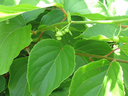 Tara vine (Actinidia arguta)