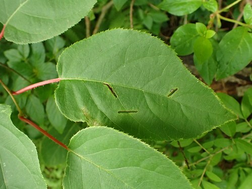 Tara vine (Actinidia arguta)