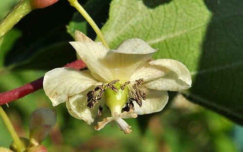 Tara vine: Weibliche Blüte von Actinidia arguta