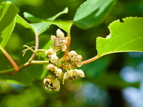 Tara vine (Actinidia arguta)