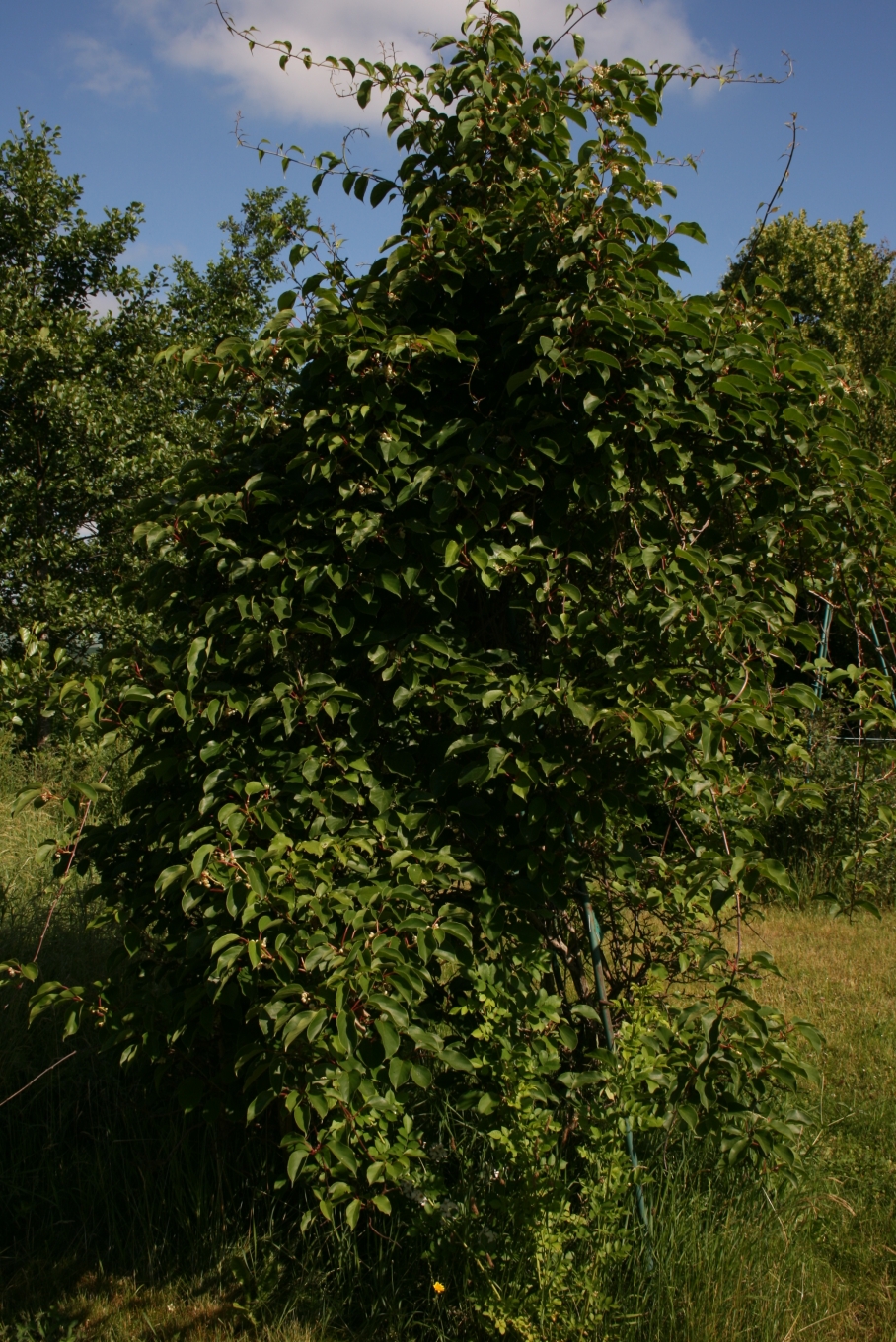 Tara vine: Actinidia arguta (cv. 'Ananaskaya'): Habit