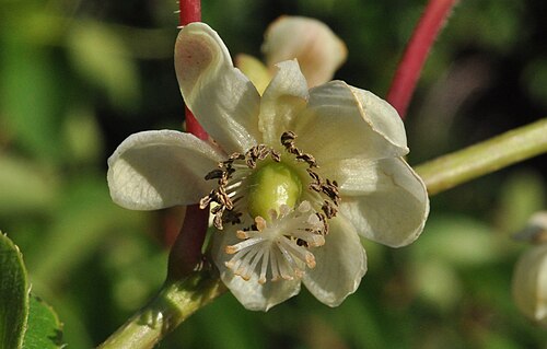 Tara vine: Weibliche Blüte von Actinidia arguta