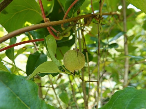 Kiwi (Actinidia chinensis)