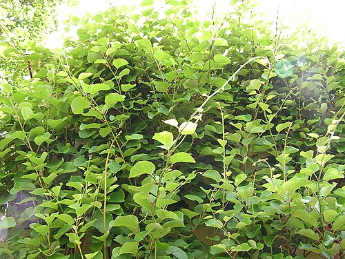 Kiwi (Actinidia chinensis)