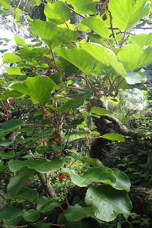 Kiwi: Actinidia chinensis in botanical garden in Batumi