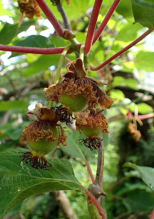 Kiwi: Actinidia chinensis in botanical garden in Batumi