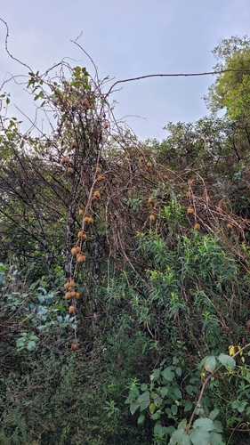 Kiwi (Actinidia chinensis)