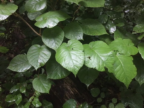 Kiwi (Actinidia chinensis)