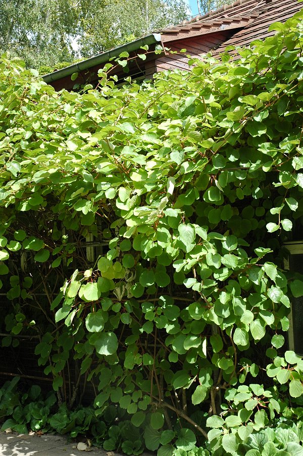 Kiwi: Actinidia chinensis "Ashoka" / Pflanze / Botanischer Garten Berlin