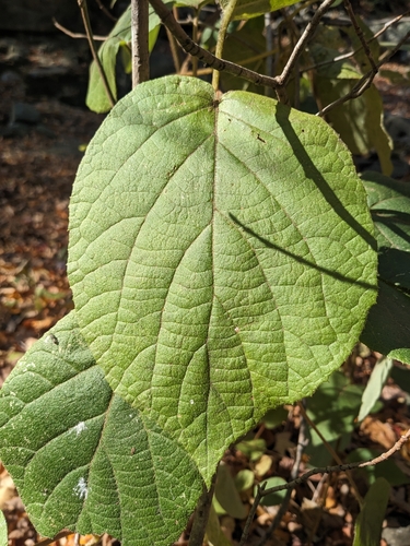 Kiwi (Actinidia chinensis)