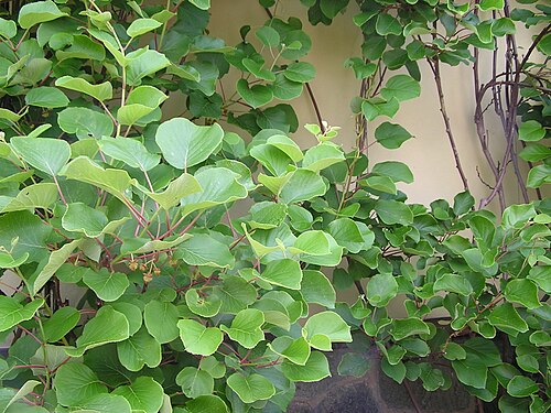 Kiwi (Actinidia chinensis)