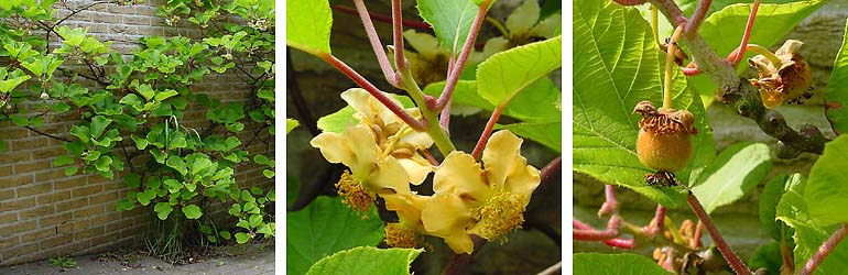 Kiwi: foto's kiwifruit plant, bloem en vrucht