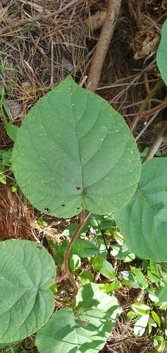 Kiwi (Actinidia chinensis)
