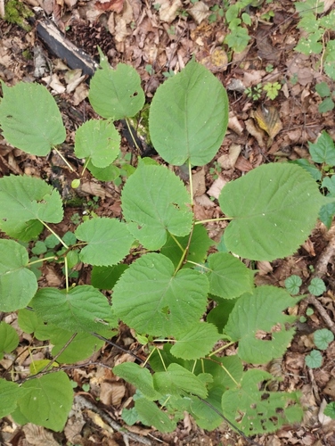 Arctic beauty (Actinidia kolomikta)