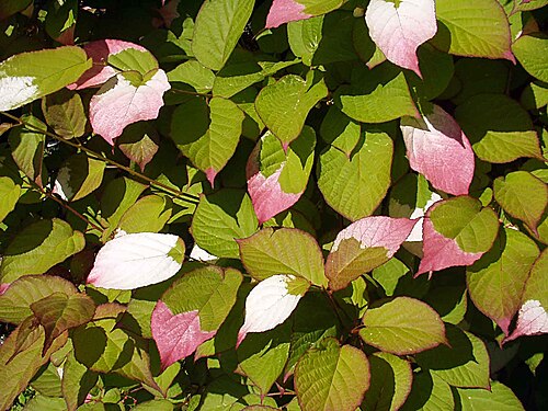 Arctic beauty: Actinidia kolomikta