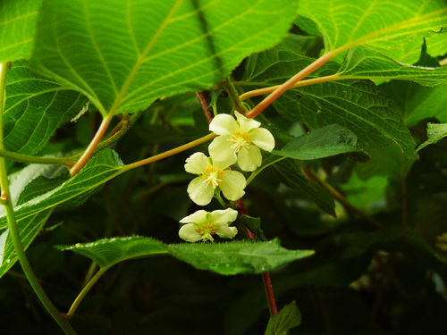 Arctic beauty (Actinidia kolomikta)