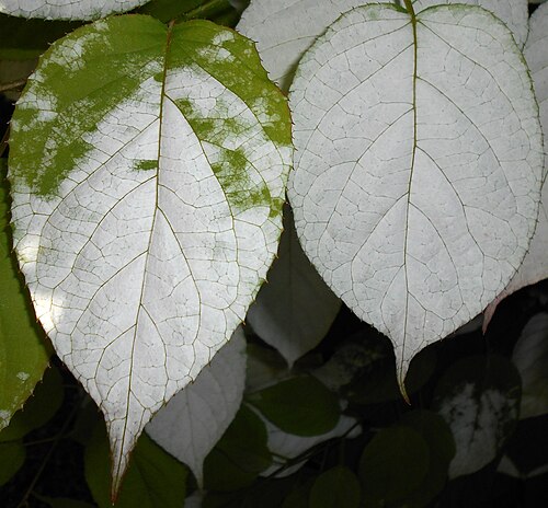 Arctic beauty: Aktinidia pstrolistna ( Actinidia kolomikta ), Ogród Botaniczny UMCS, Lublin, Polska.