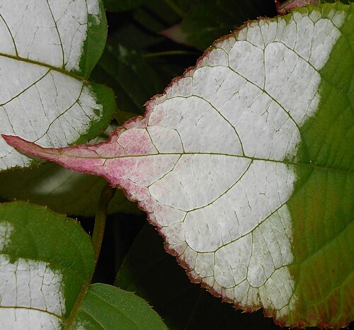Arctic beauty: Aktinidia pstrolistna ( Actinidia kolomikta ), Ogród Botaniczny UMCS, Lublin, Polska.