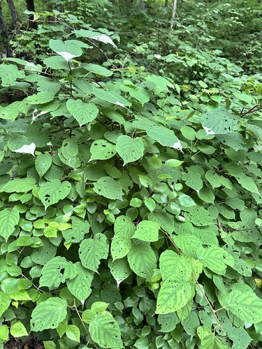 Arctic beauty (Actinidia kolomikta)