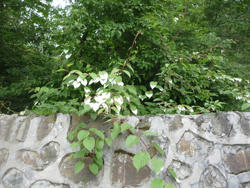 Arctic beauty (Actinidia kolomikta)