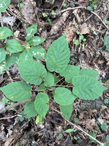 Arctic beauty (Actinidia kolomikta)