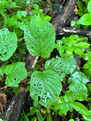 Arctic beauty (Actinidia kolomikta)
