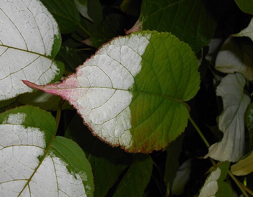 Arctic beauty: Aktinidia pstrolistna ( Actinidia kolomikta ), Ogród Botaniczny UMCS, Lublin, Polska.