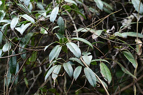 Actinidia rubricaulis: Actinidia rubricaulis coriacea in China