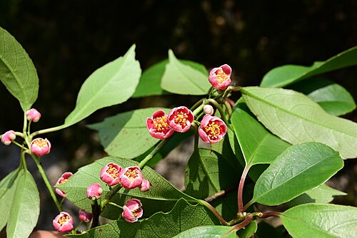 Actinidia rubricaulis: Actinidia rubricaulis coriacea in China