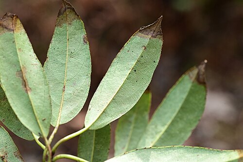 Actinidia rubricaulis: Actinidia rubricaulis coriacea in China