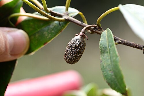 Actinidia rubricaulis: Actinidia rubricaulis coriacea in China