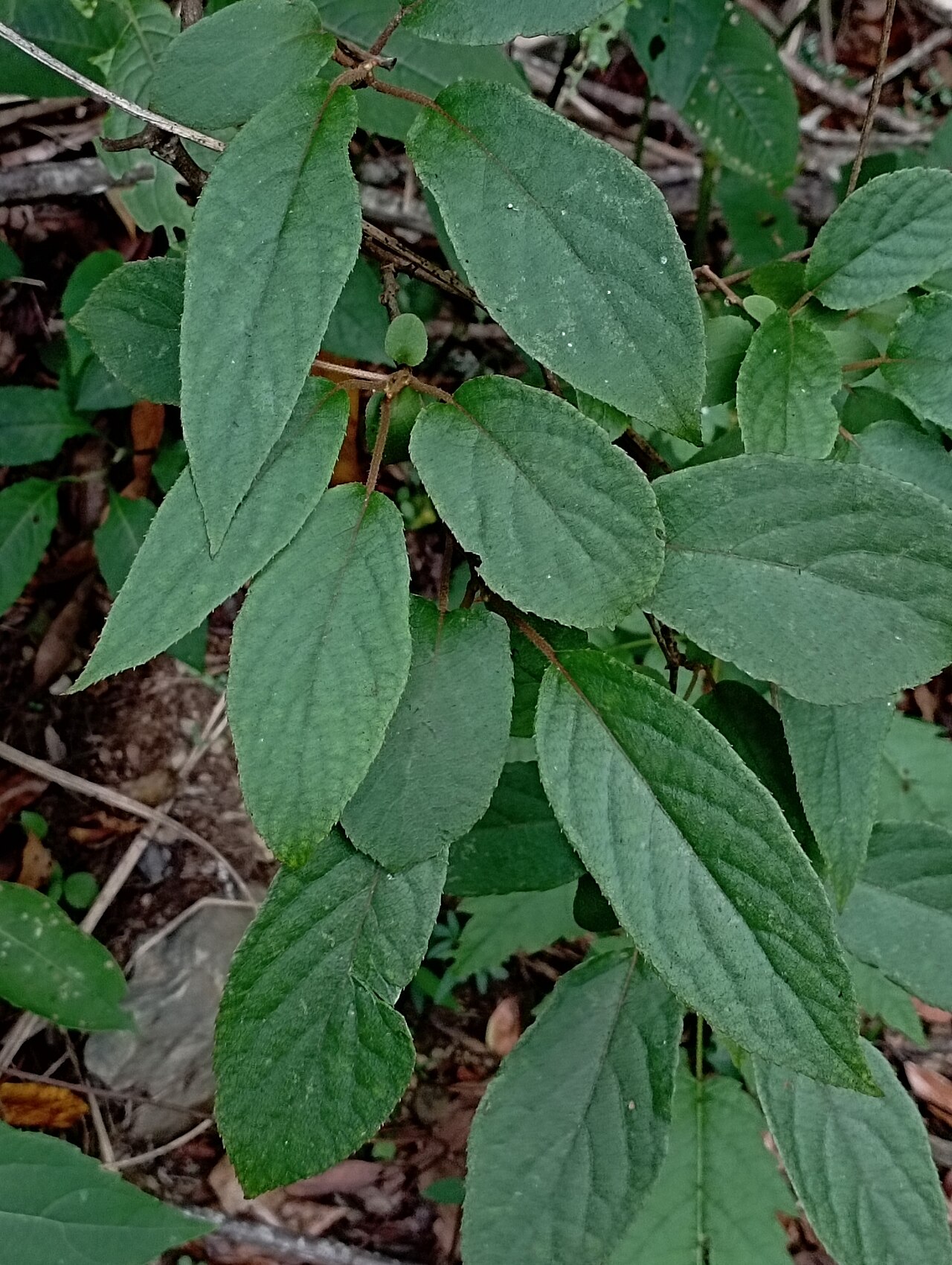 Actinidia rufa: Actinidia rufa in Taiwan