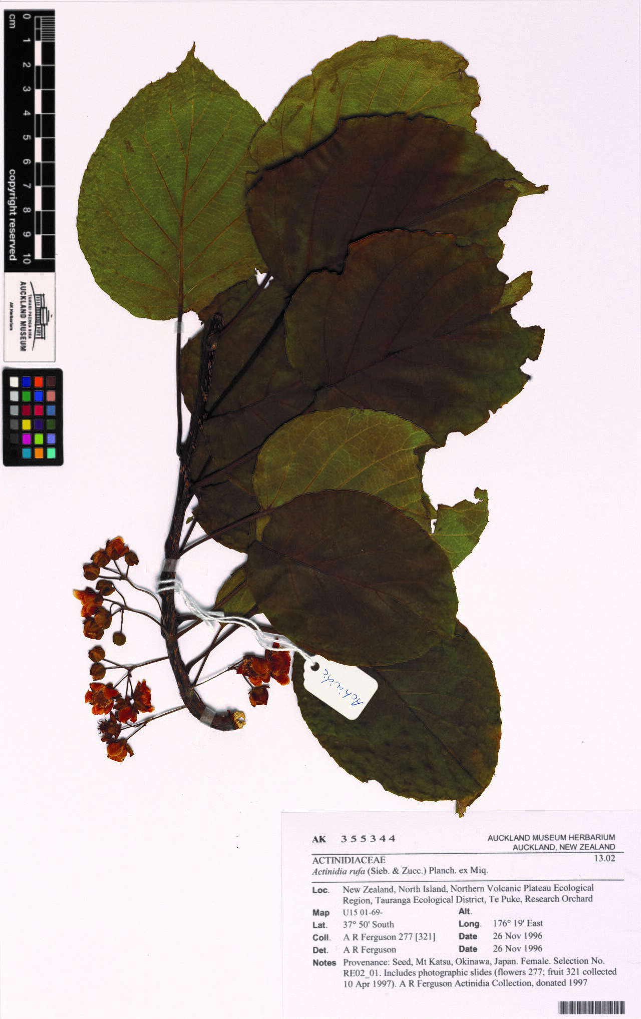 Actinidia rufa (Actinidia rufa)